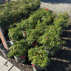 地被月季-花毯猩红