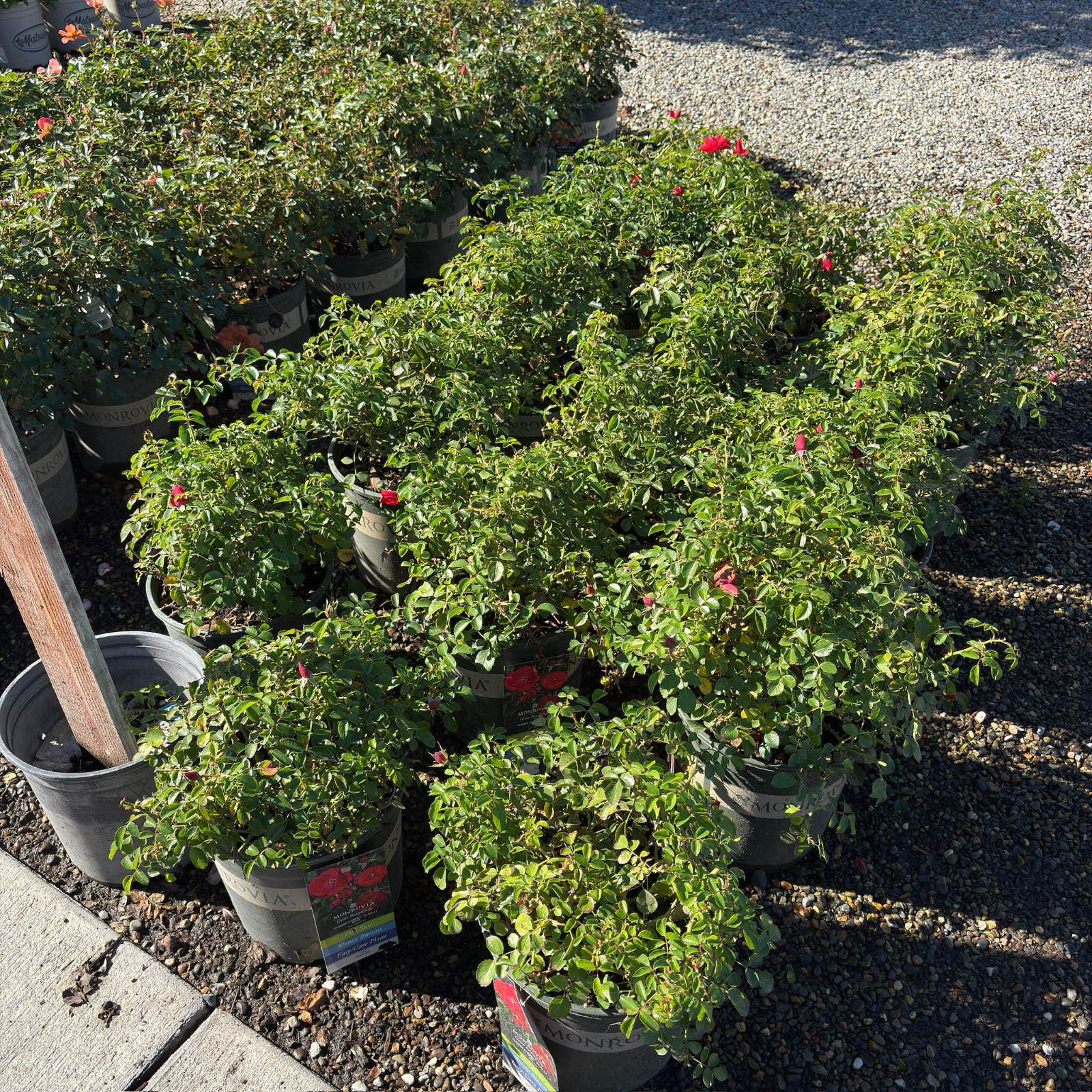 地被月季-花毯猩红