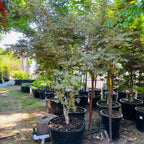 Butterfly Japanese Maple