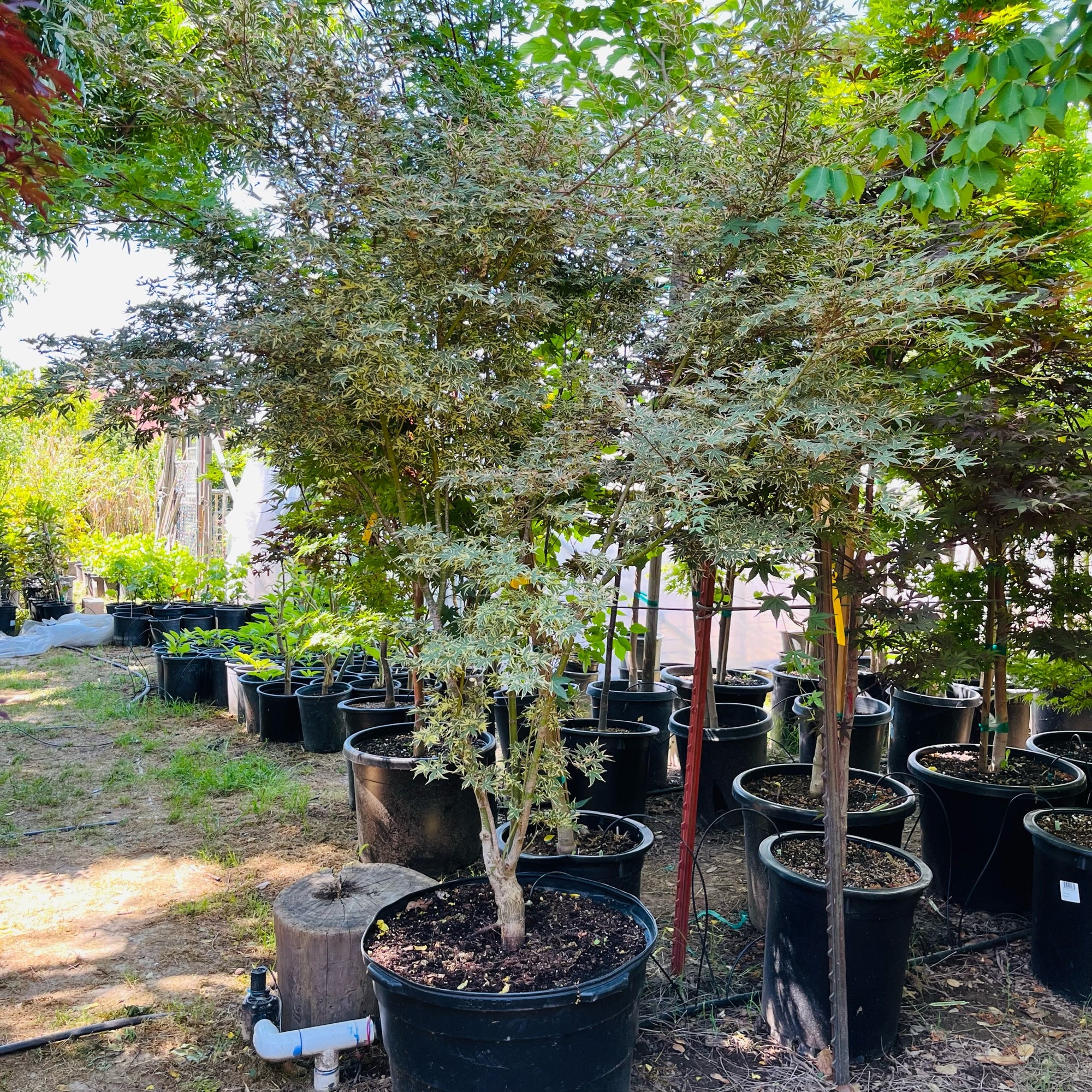 Butterfly Japanese Maple