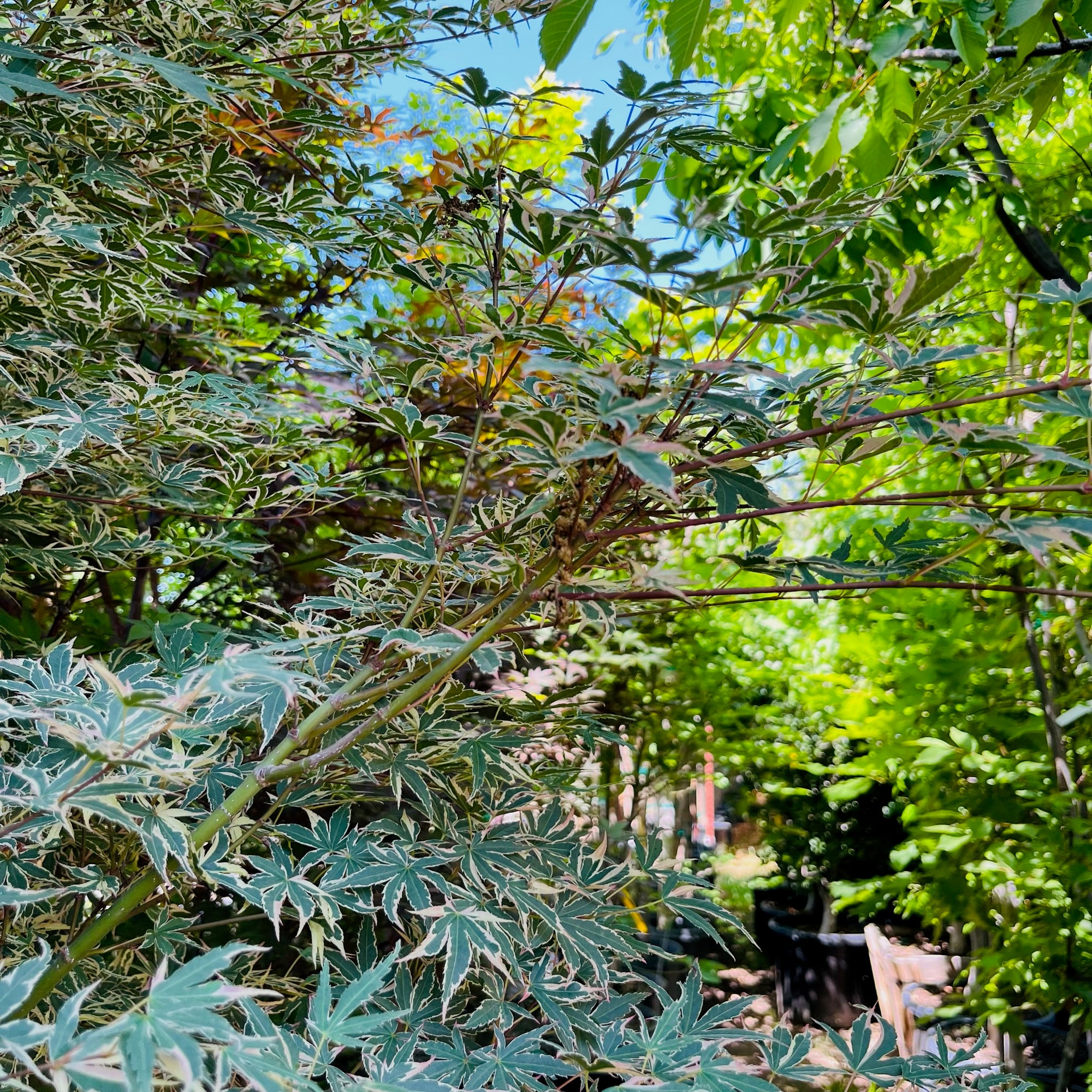 Butterfly Japanese Maple