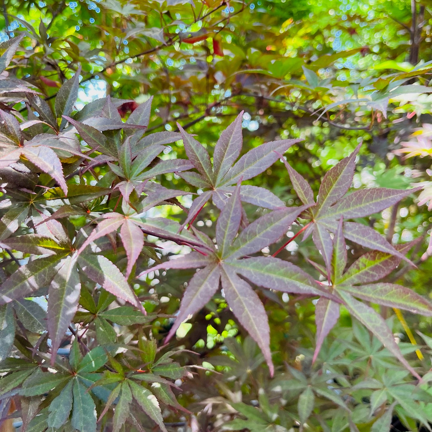 Acer palmatum - Japanese maple