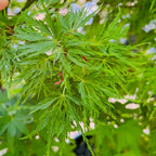 Seiryu Lace Japanese Maple