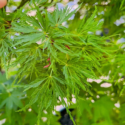 Acer palmatum-Qinglong Japanese maple