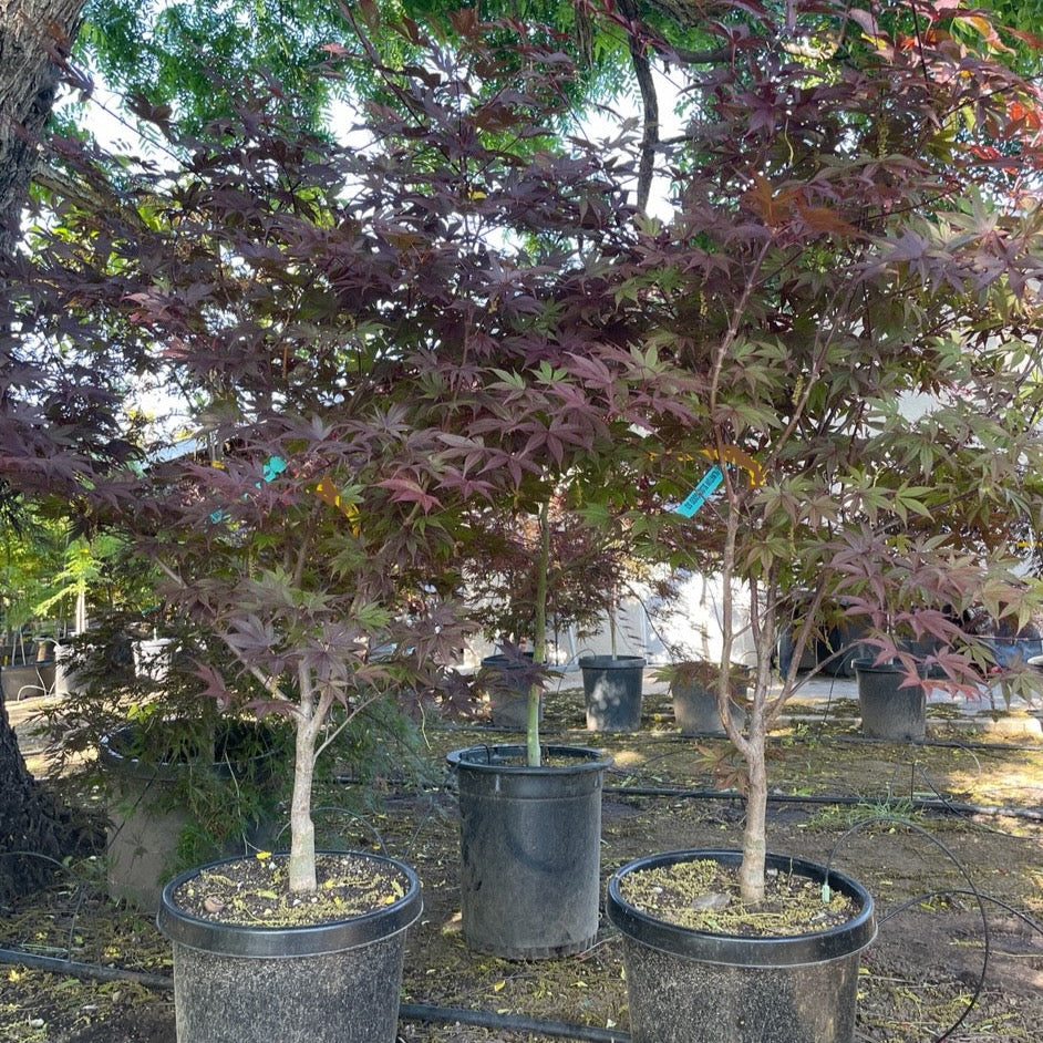 Acer palmatum - Japanese maple