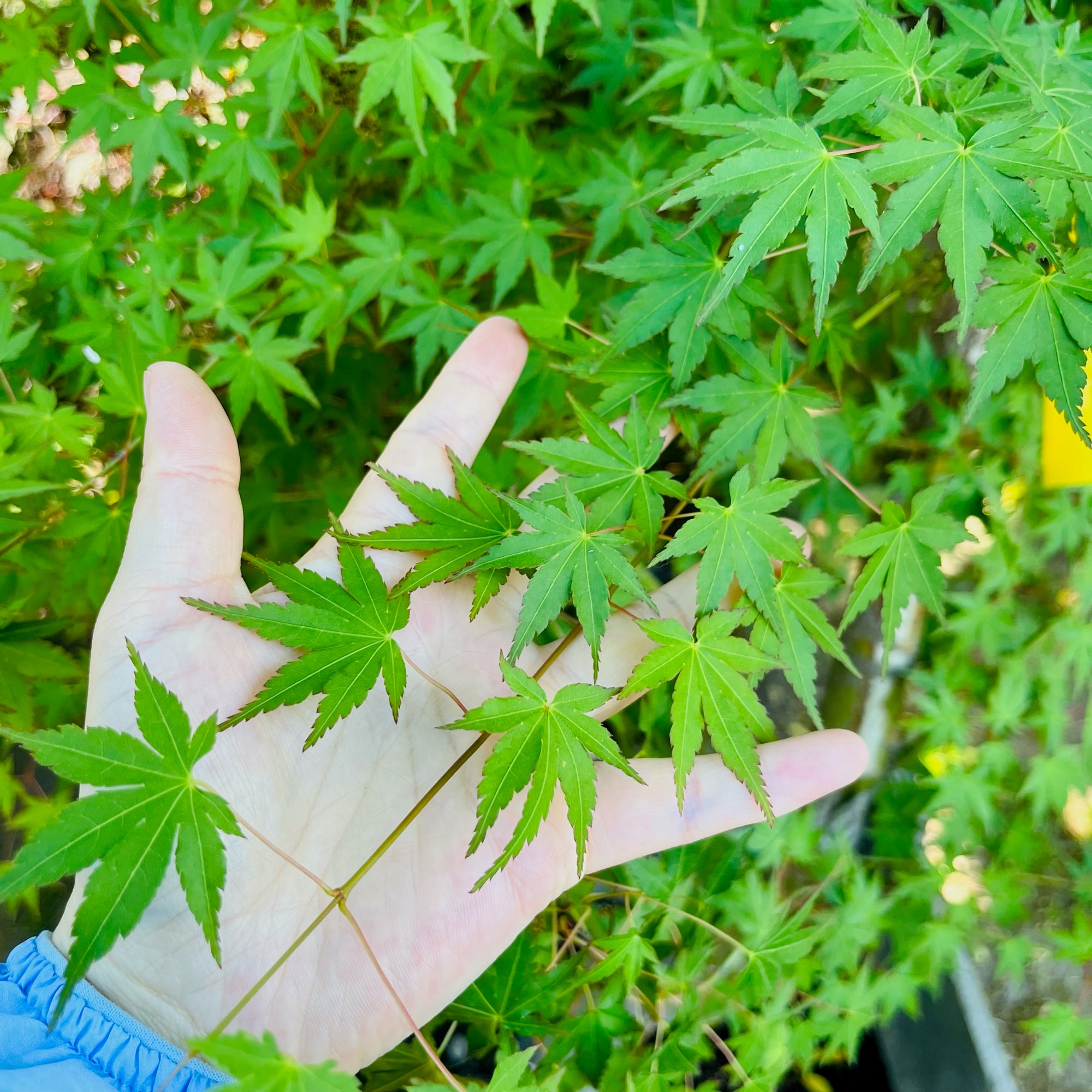 Smooth Japanese Maple