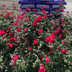 灌木月季-双红无敌