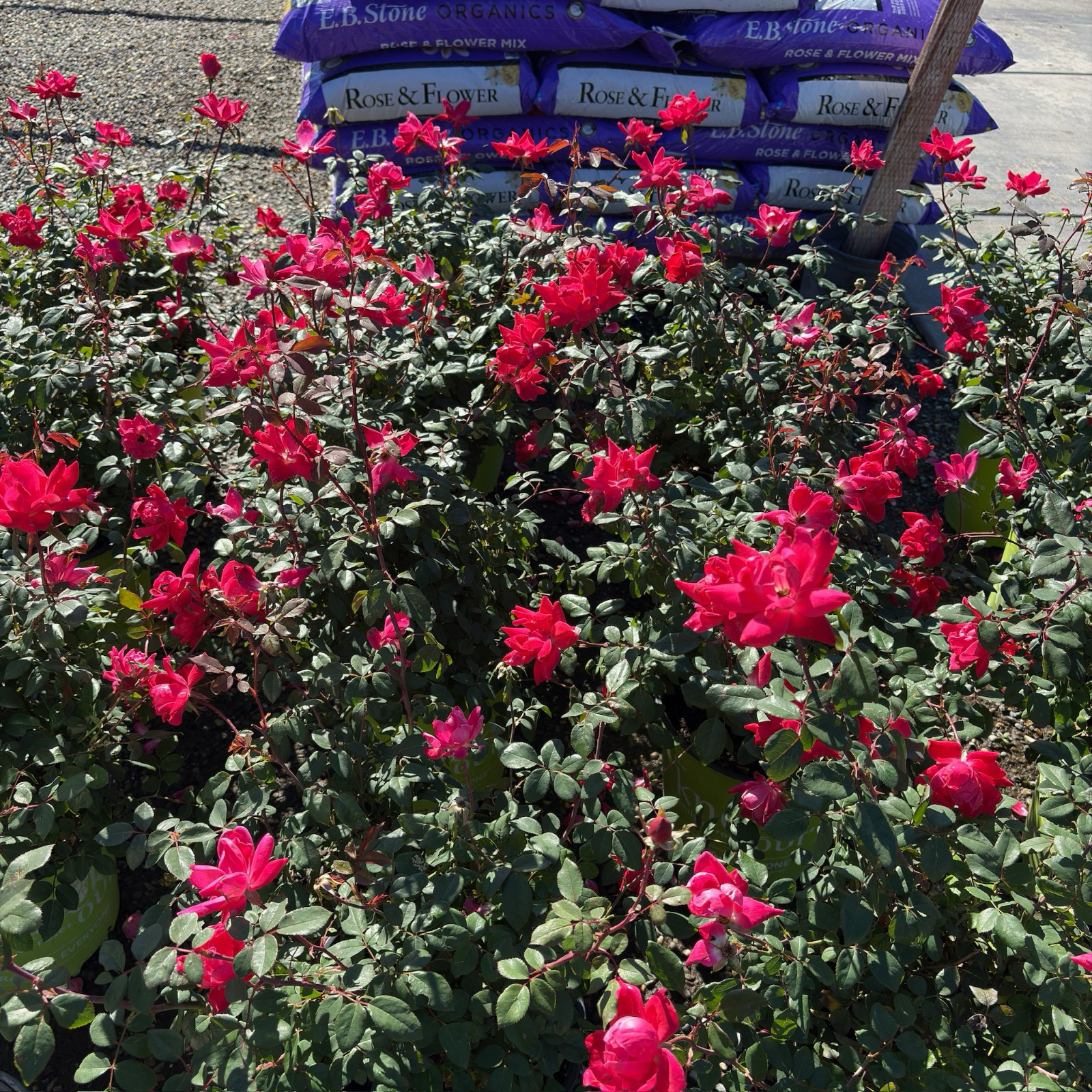 灌木月季-双红无敌