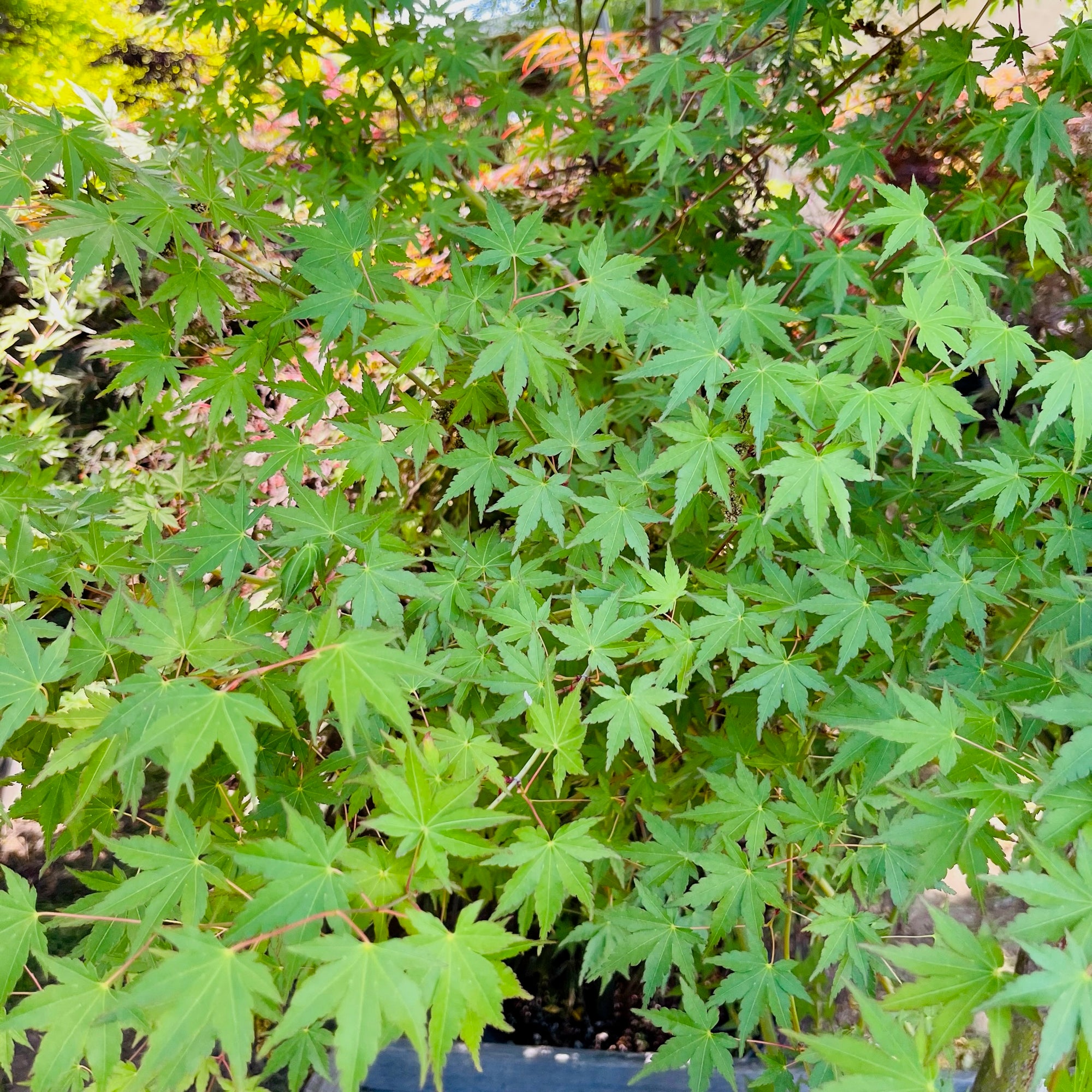 Smooth Japanese Maple