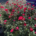 灌木月季-双红无敌