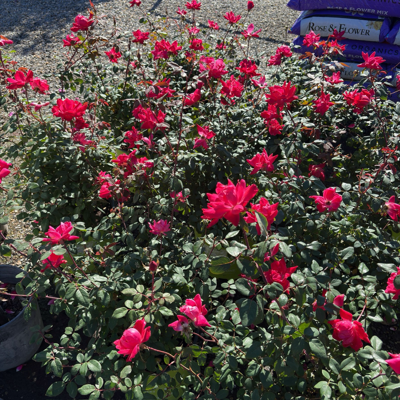 灌木月季-双红无敌