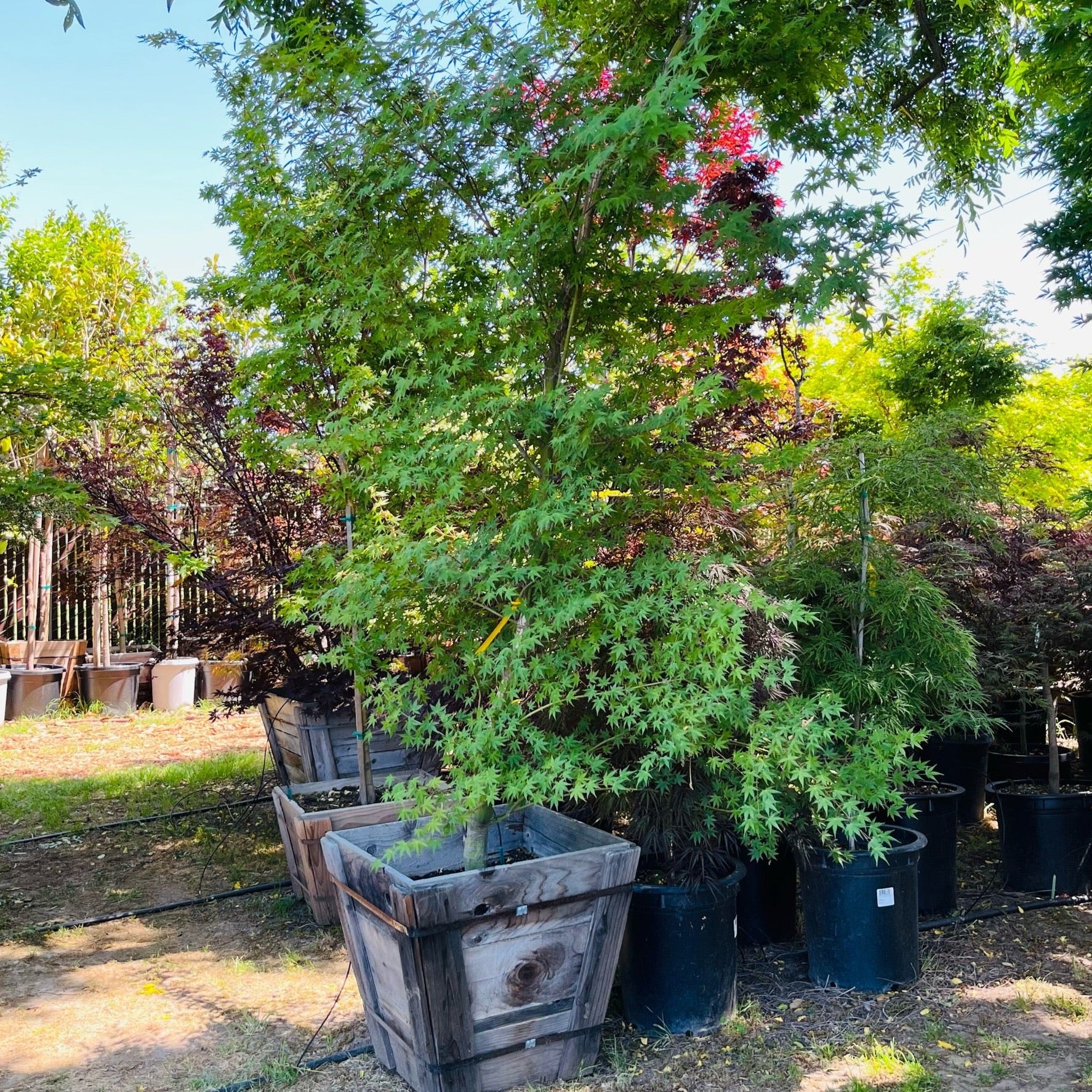 Smooth Japanese Maple