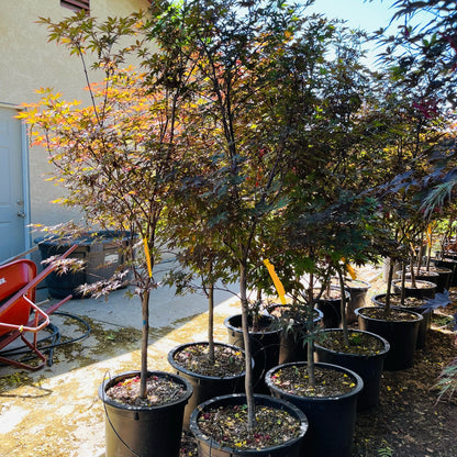 Acer palmatum - Imperial Japanese Maple