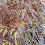 Crimson Queen Lace Japanese Maple