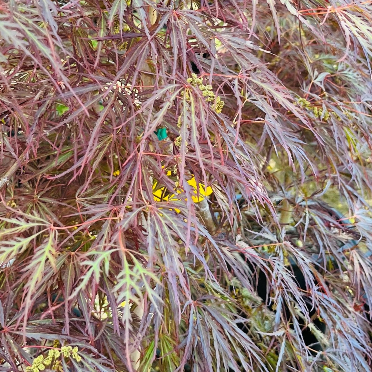 Crimson Queen Lace Japanese Maple