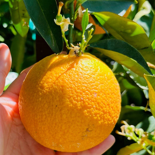 Orange Tree - Valencia Summer Orange