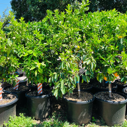 Grapefruit Tree - Chandler Grapefruit