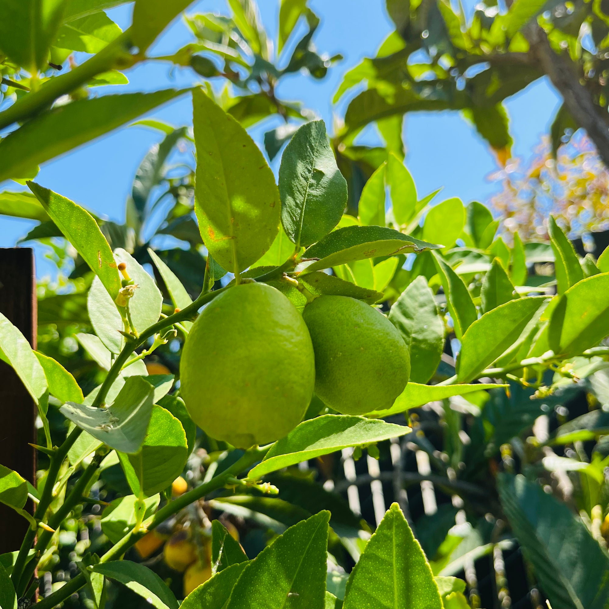 Thornless Key Lime