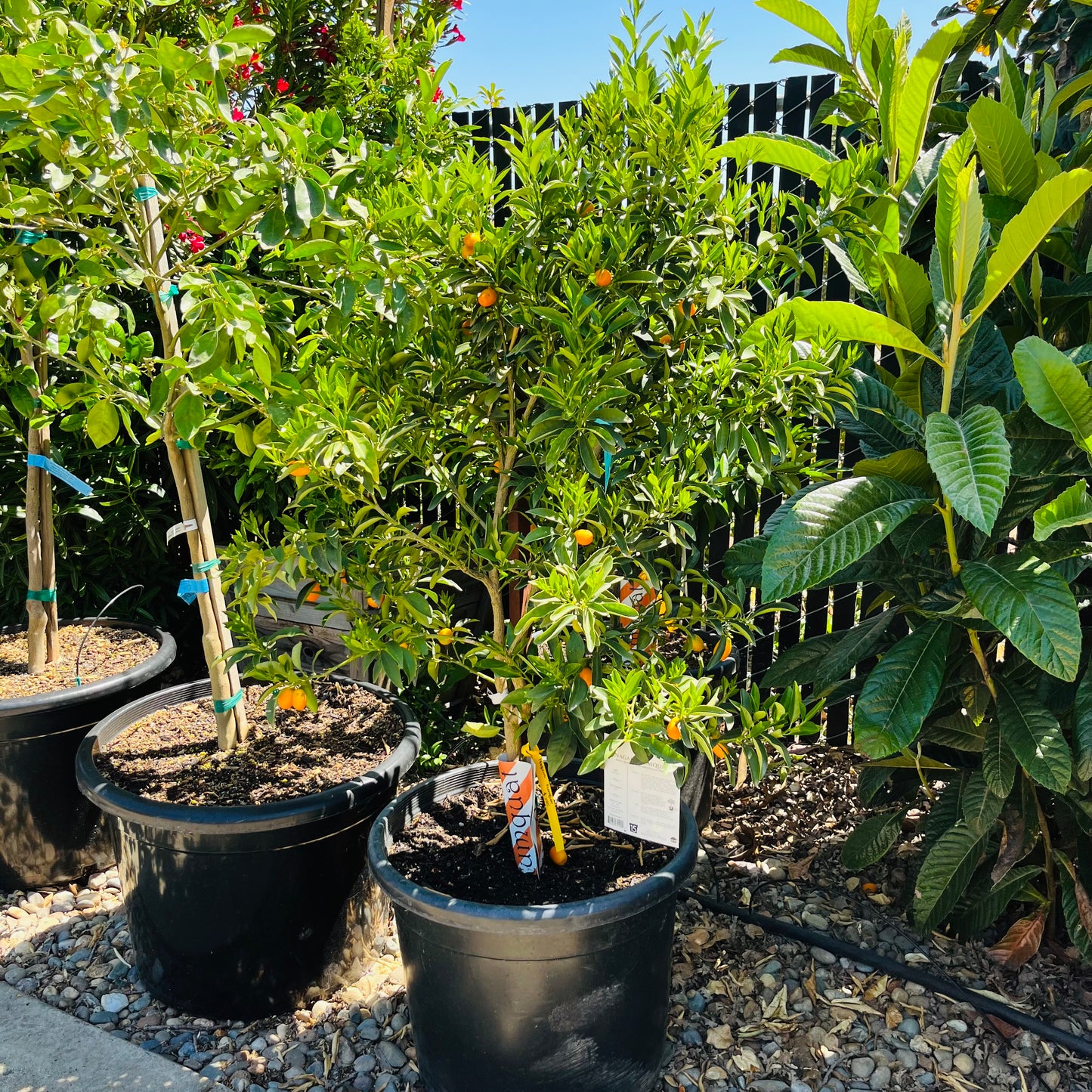 Kumquat Tree-Changshi Kumquat