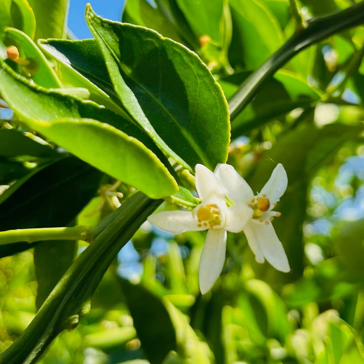 Citrus Tree-Kumquat