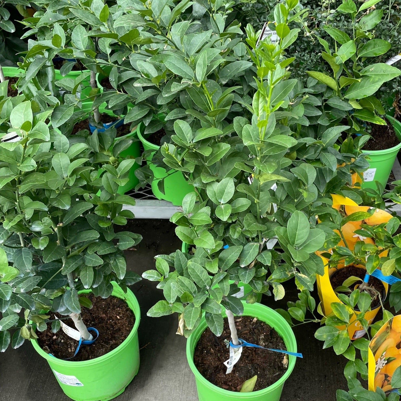 无刺墨西哥柠檬