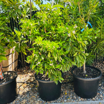 Orange Tree - Valencia Summer Orange