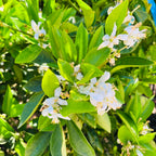 瓦伦西夏橙