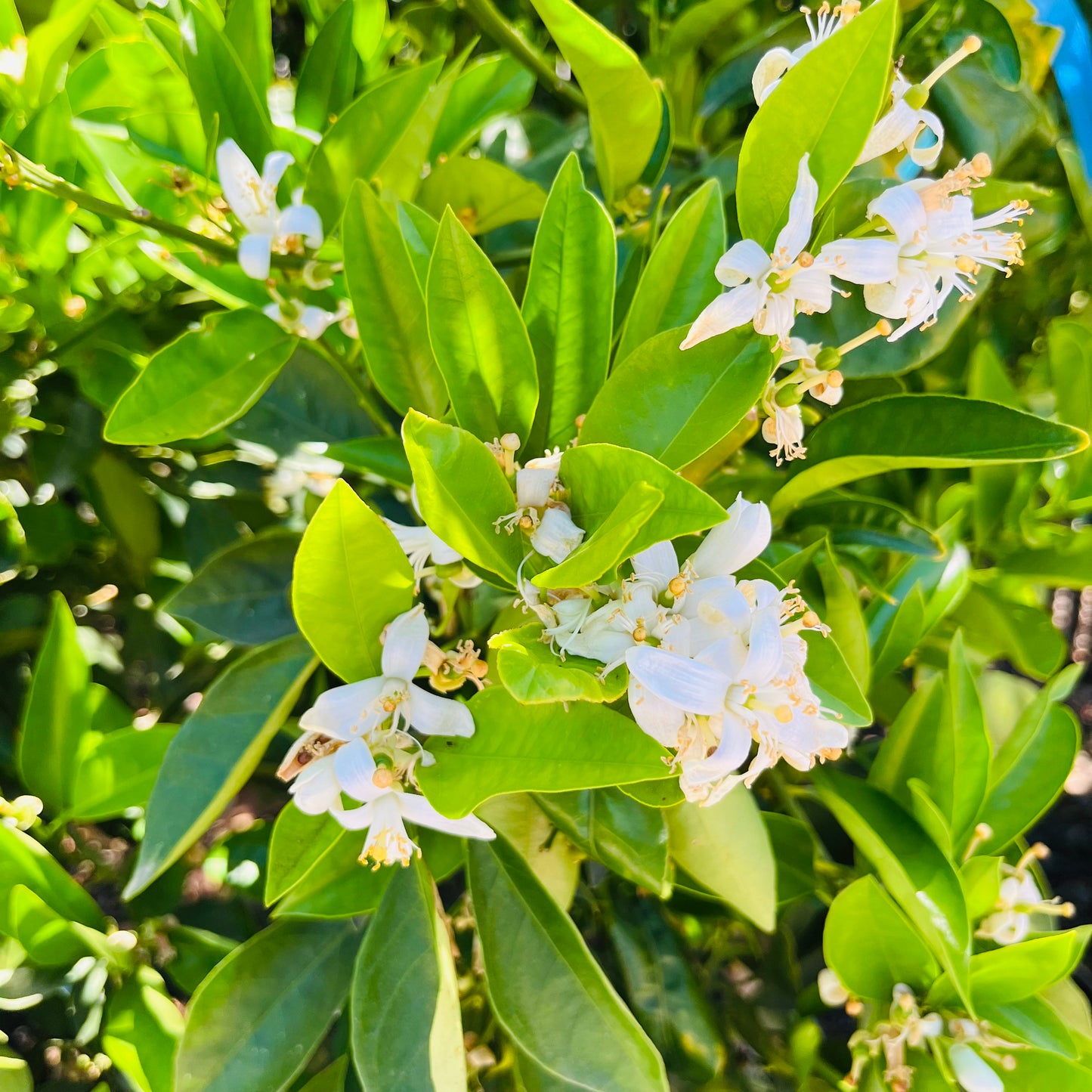 Orange Tree - Valencia Summer Orange