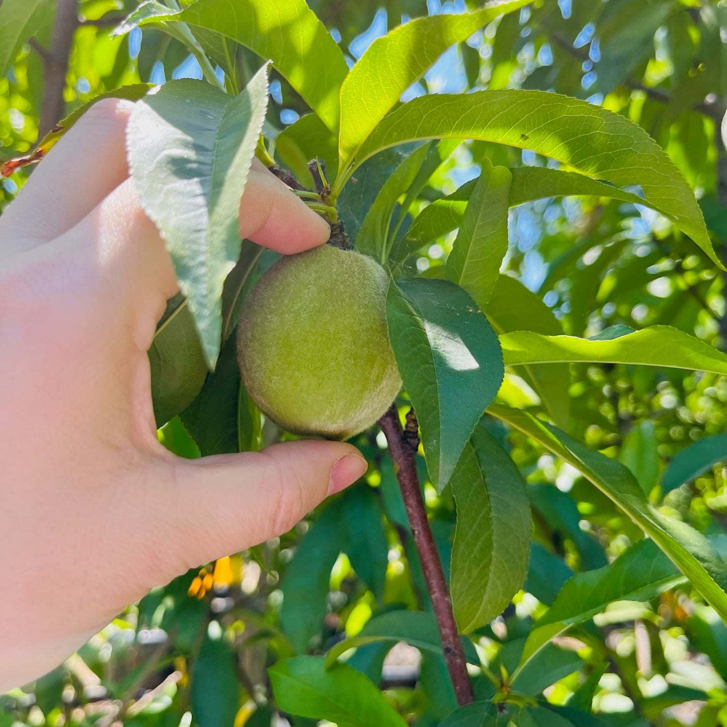 Peach Tree - Peach Tree