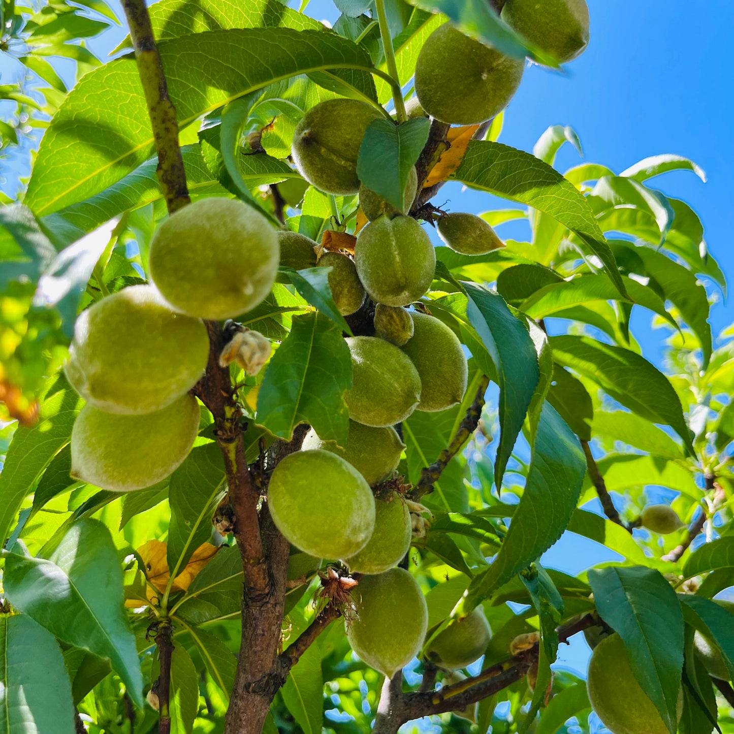 Peach Tree-Rio Oso Gem Yellow Peach