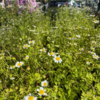 菊科-金叶小白菊