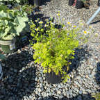 菊科-金叶小白菊