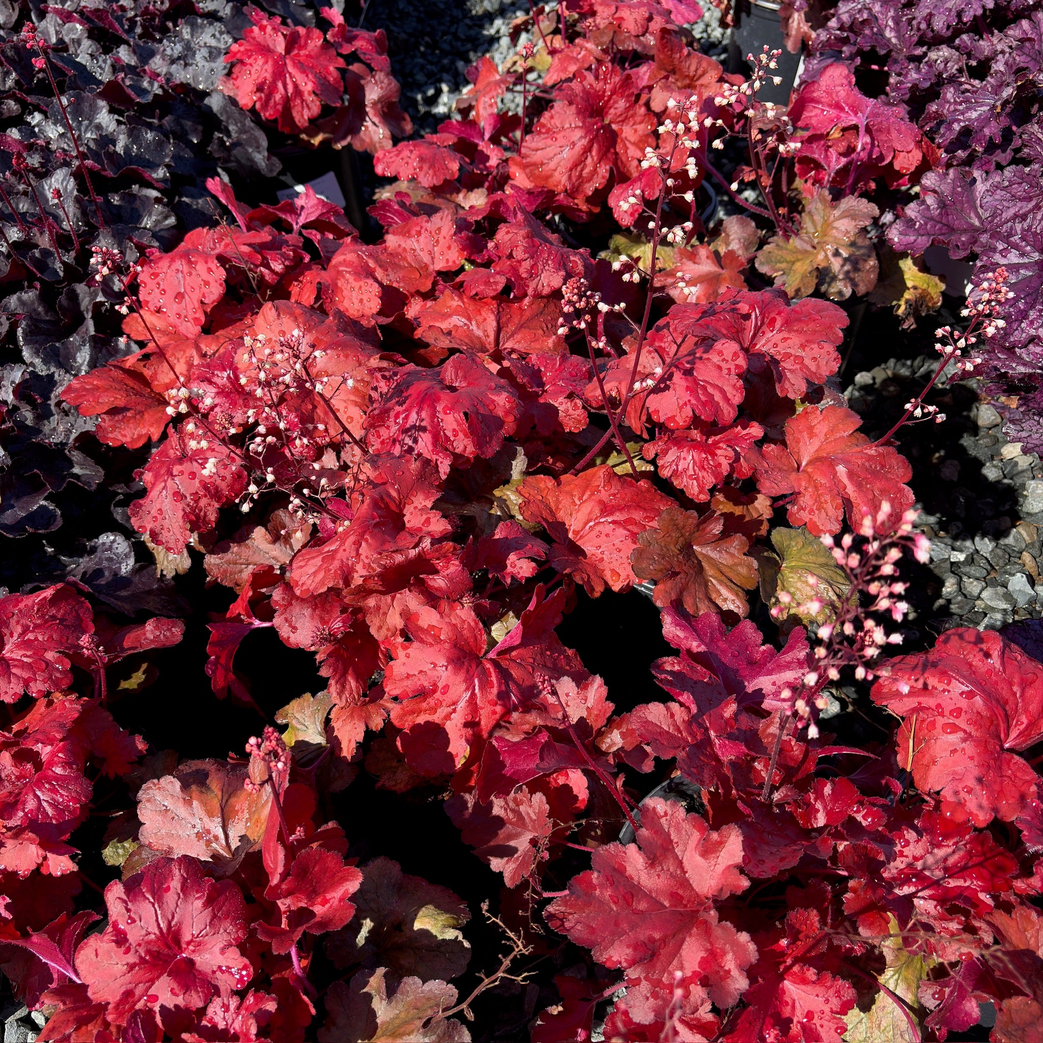 Fire Alarm Coral Bells