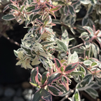 Little Richard Glossy Abelia