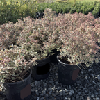 Little Richard Glossy Abelia