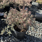 Little Richard Glossy Abelia