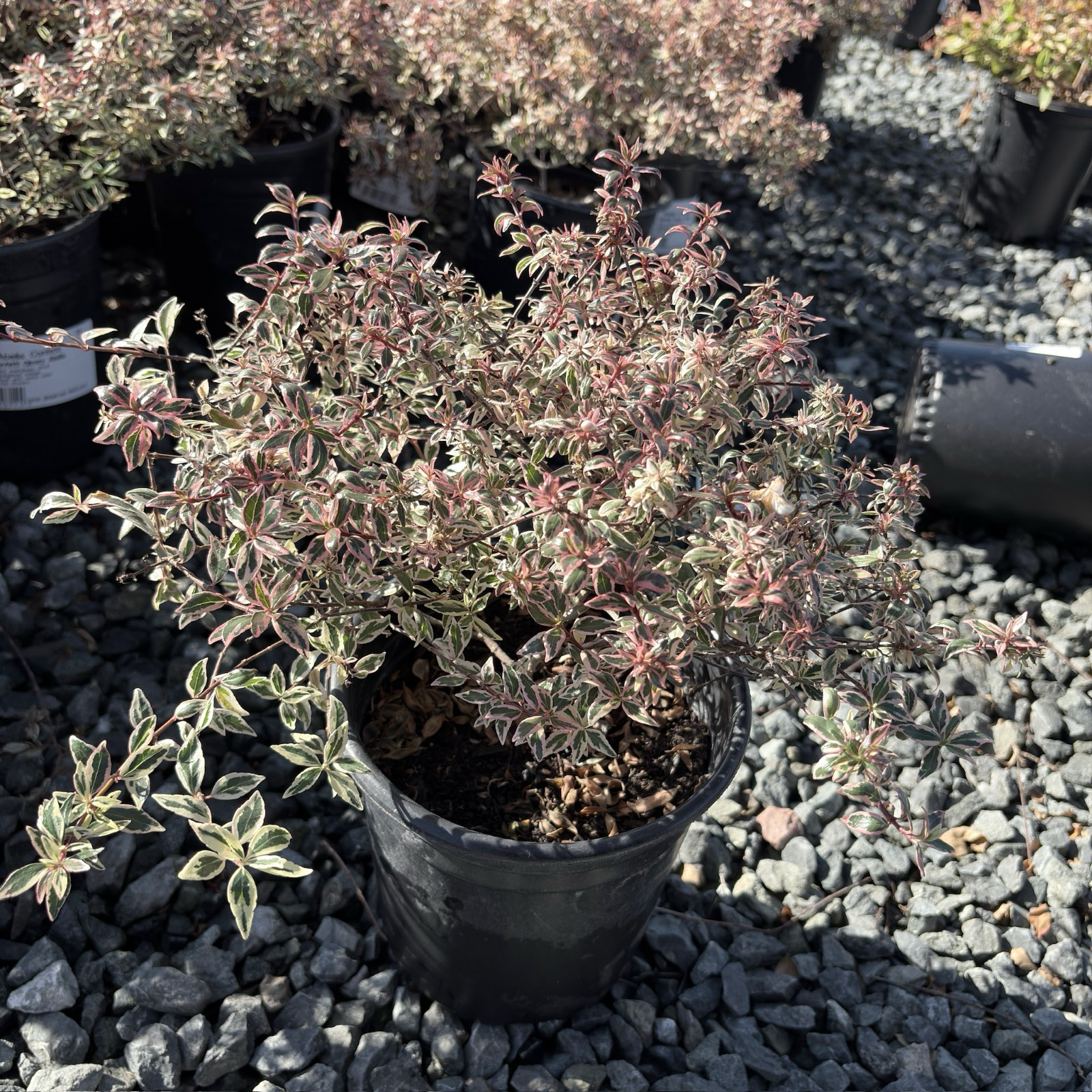 Little Richard Glossy Abelia