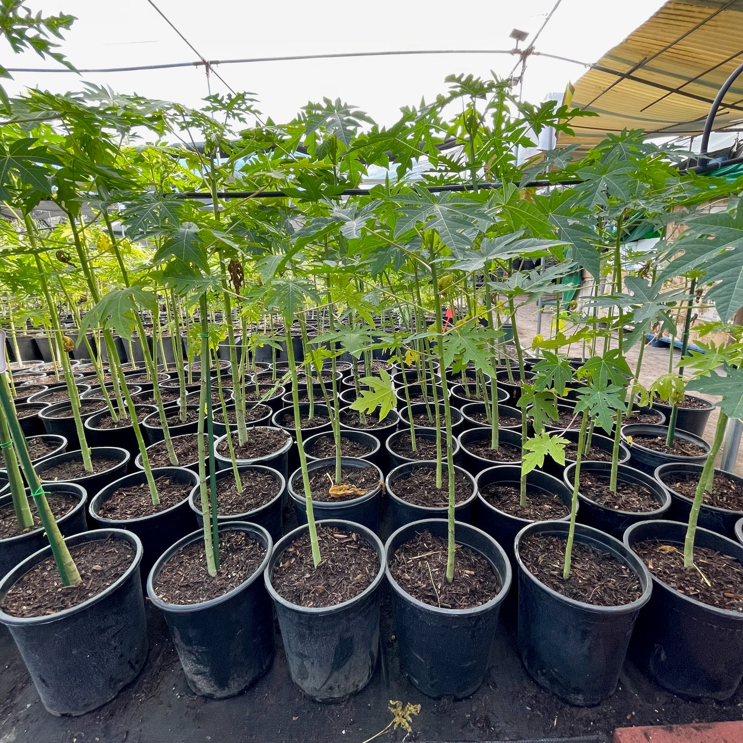 Papaya saplings