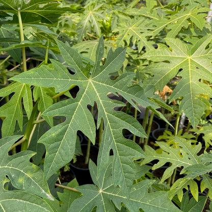 Papaya saplings