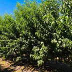 Snow Queen White Nectarine