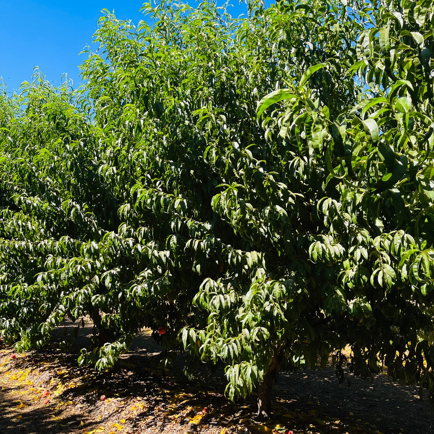 Nectarine Tree – Snow Queen Peach