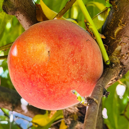 Peach Tree - Double Gem Yellow Peach