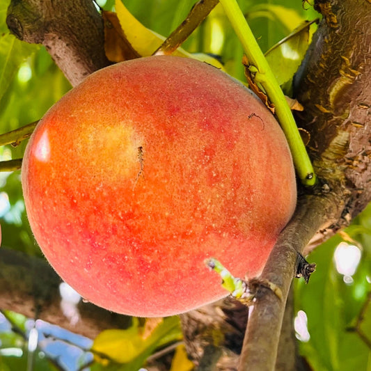 Peach Tree - Double Gem Yellow Peach