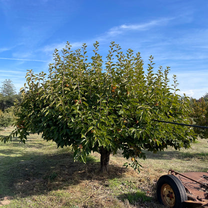 Persimmon Tree-Jiro Fuyu Crisp Persimmon