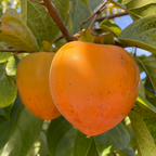 Hachiya Persimmon
