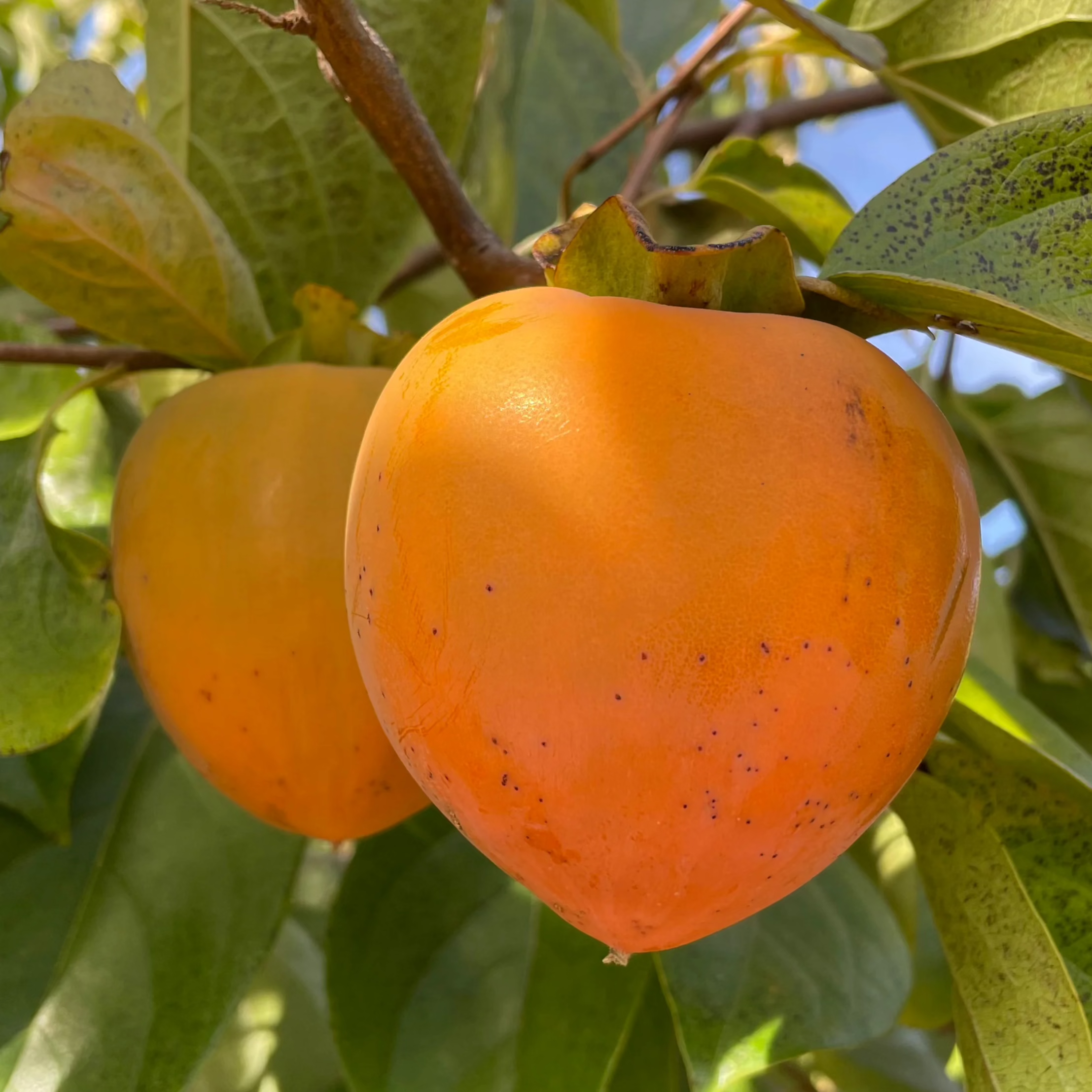 Hachiya Persimmon