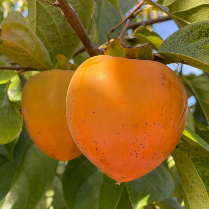 Persimmon Tree-Dwarf Diospyros kaki