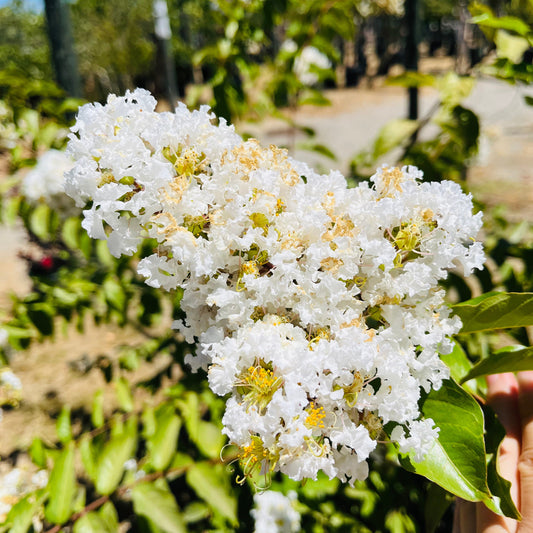 Silver Myrtle - Noble White Crape Myrtle Tree