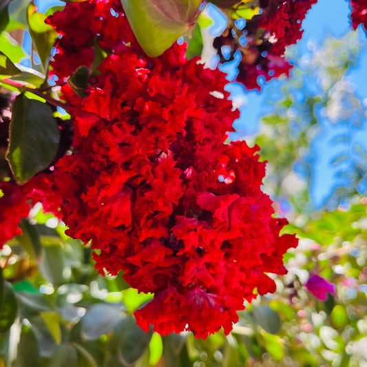 Red Crape Myrtle Tree