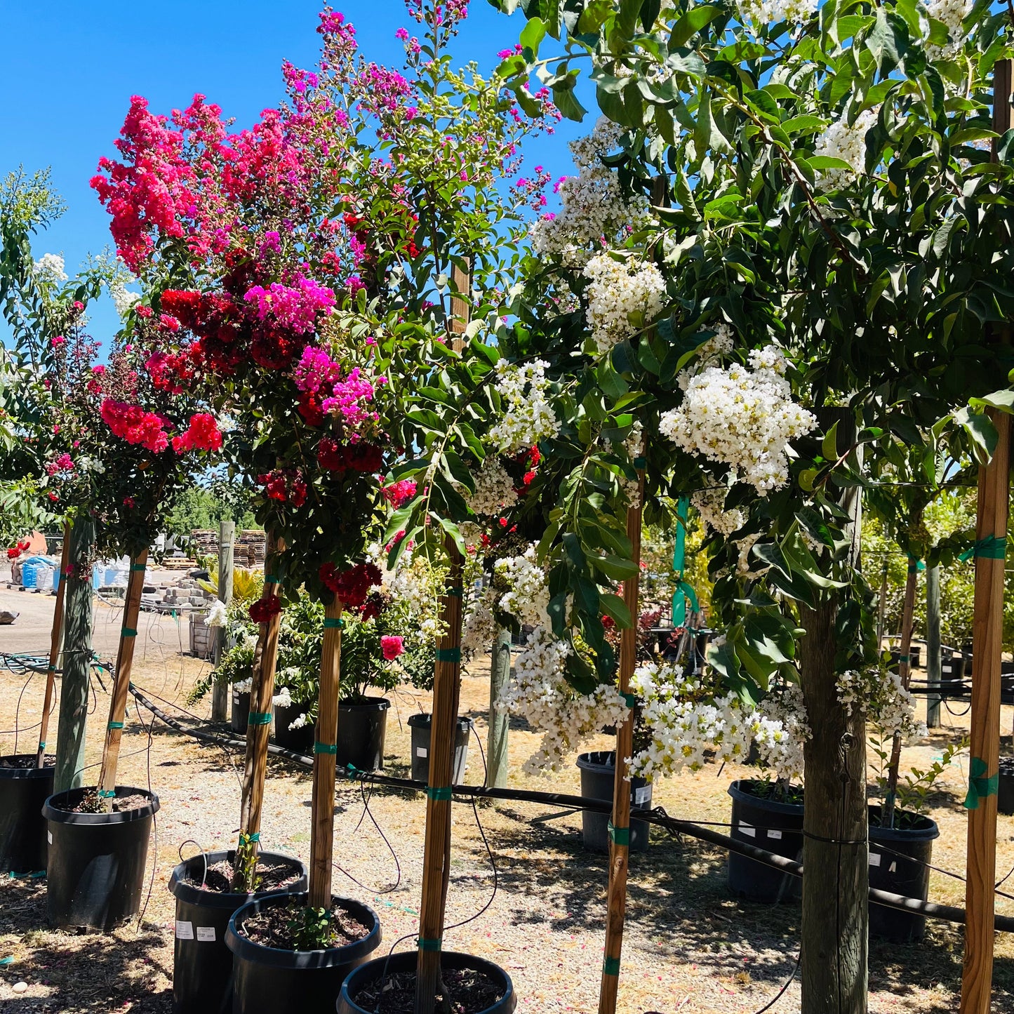 Silver Myrtle - Noble White Crape Myrtle Tree